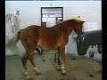 Horse-Semen-Collecto