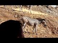 Zebras at Selwo Aventura Safari - Estepona, Spain