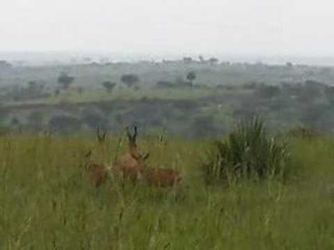 Jackson's hartebeest in Uganda