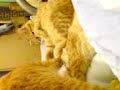 ginger kitten an half burmese cat ginger kitten an half burmese cat