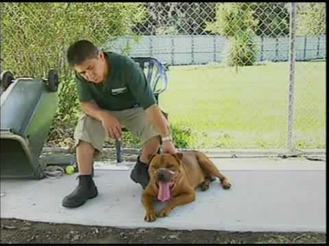 Abused Dogs