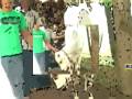 videos de keluarga besar bapak rasidi ibu wastiah desa pawidean blok karang malang