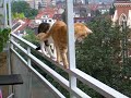 Really crazy cats !!!