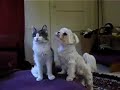 two-maltese-dogs-and-a-cat.html