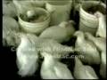 videos de Kentucky Fried Cruelty