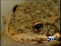 videos de News Clips: Climate Change
