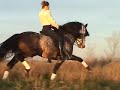 Dressage artistique -Piaffer-Passage