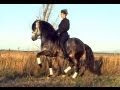Dressage artistique -Piaffer-Passage