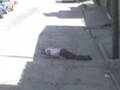 videos de Cholula aventado