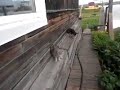 This is awesome, owner trains dog to bring cat inside
