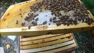 Inspecting the hives