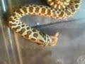 Heterodon nasicus repas-Western Hognose eating Heterodon nasicus repas-Western Hognose eating