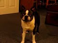 うたう犬動画