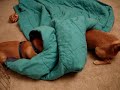 Puggle Talk Puggle Talk