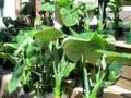 Planting Tioba: Island Grown Initiative's World Foods Progr