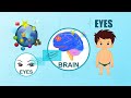Learn about Human Body Parts For Kids - EYES