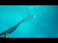 Spearfishing Pescasub Coppiola di corvine