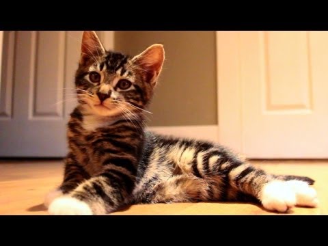 YouTube Preview Image