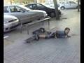 videos de la torpez
