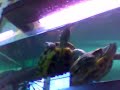 Tortues dans l\ Tortues dans l\