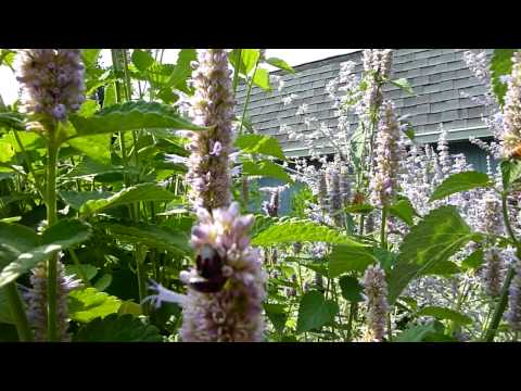 how to harvest hyssop