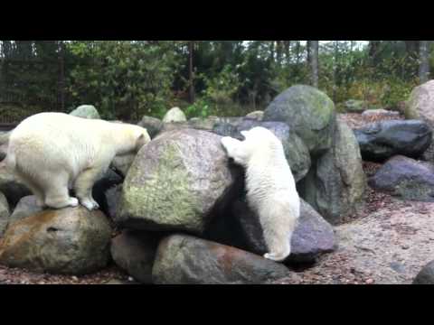 Zoo Denmark - The polar bears Augo and Malik, has been given a new yellow toy by some of their dutch fans. while they are having fun with playing hide and week, the other ...