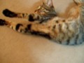 The Frozen Cat