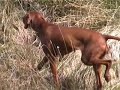 My Redgirls. Truly Versatile Hungarian Vizslas. They show. They work. They are my velcro pals. Could anyone ask for more?