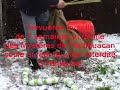 chiot tervueren femelle.mpg chiot tervueren femelle.mpg