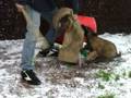 videos de chiot tervueren femelle.mpg