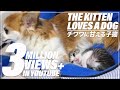 チワワに甘える子猫 - The kitten loves a chihuahua -