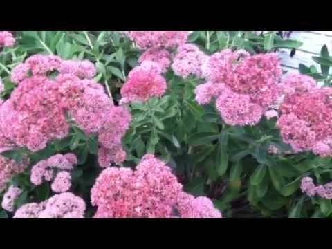 how to transplant autumn joy sedum