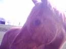 Geiles Pferd