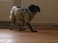 pretty difficult dog trick pretty difficult dog trick