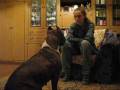 American staffordshire terrier Kameliya