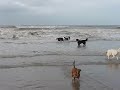 Les chiens à la mer
