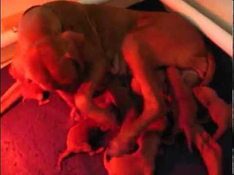 Velcro Vizslas
