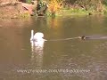 Swan and Dog Go Swimming