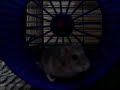mi hamster sasy