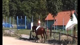 Recenze (o knize Somatopsychologie koní)