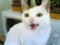 CHICCO il mio gatto rompiballe... CHICCO il mio gatto rompiballe...