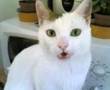 CHICCO il mio gatto rompiballe...