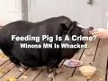 Feed Pig - Go To Jail