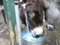 videos de Dorstige ezels