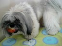 Sushi comendo maça Sushi comendo maça