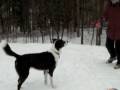 videos de Skye and the Octopus, Part 2
