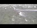 Nevis Bungy USA XC