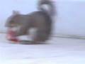videos de Nasty Squirel