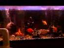 MIS PECES MIS PECES