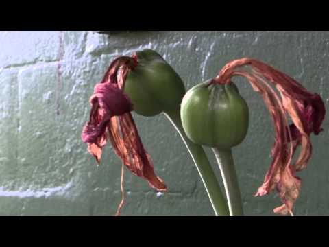 how to fertilize amaryllis